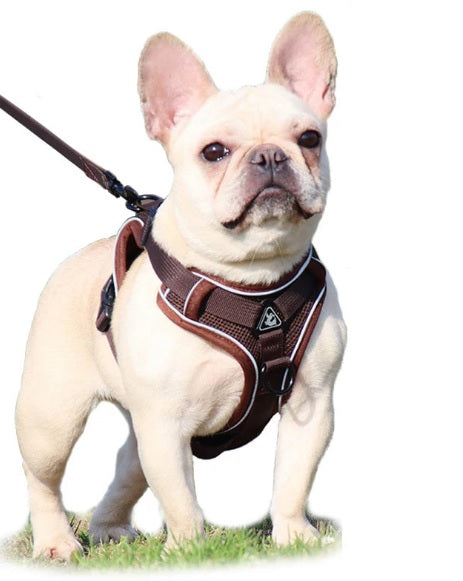 Harnesses Leashes and Safety Wear