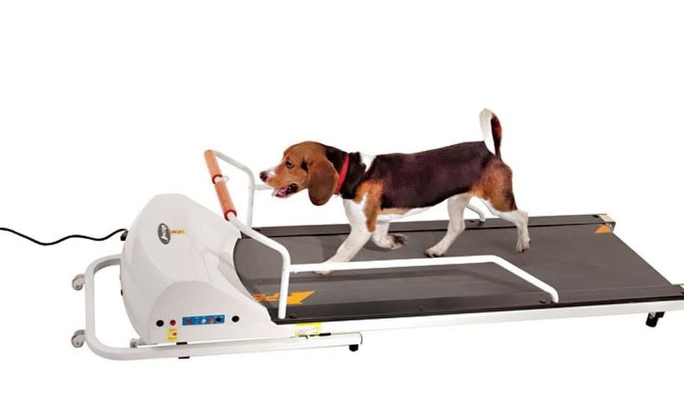 PetRun PR720F Dog Treadmill